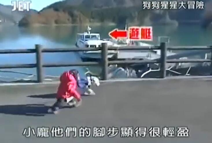《狗狗猩猩大冒险》：跟上小庞，参与动物版的冒险旅程