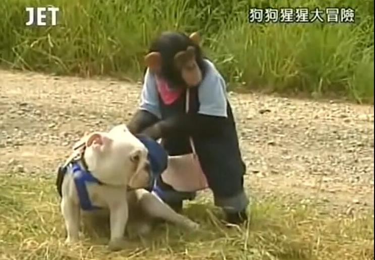 圆你与动物的梦想！《猩猩狗狗大冒险》中的小庞和詹姆斯等你来挑战任务
