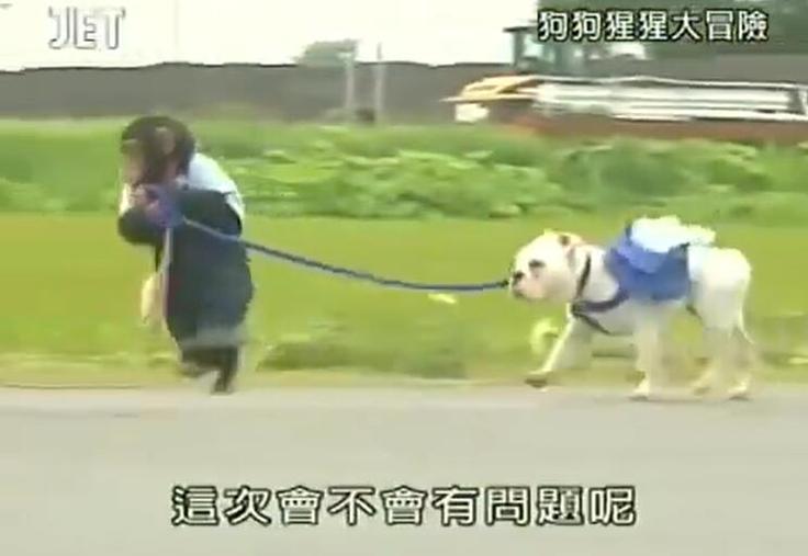 《猩猩狗狗大冒险》结局告诉我们，动物也有自己的生活方式